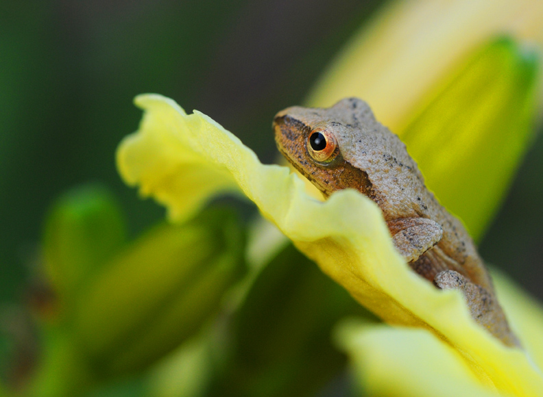 frogcloseup