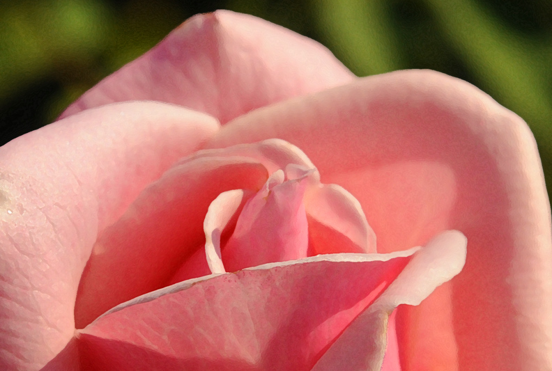 Rob Paine Lee House Rose