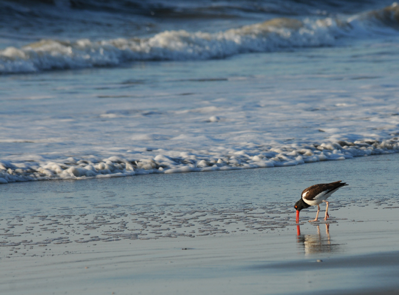 Rob Paine Oyster Catcher by the sea