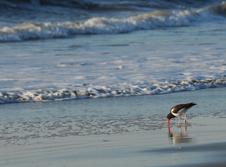 Rob Paine Oyster Catcher by the sea
