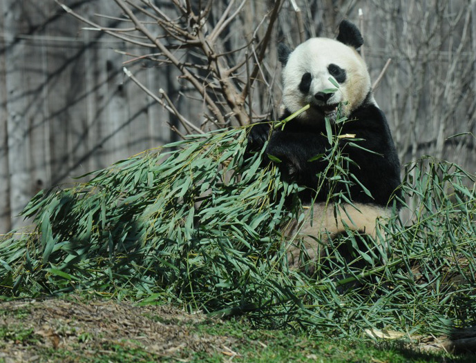 web panda rob paine one