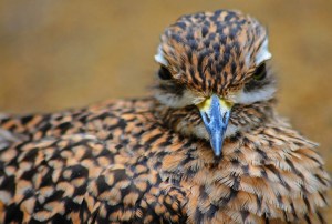 Rob Paine PIttsburgh Bird