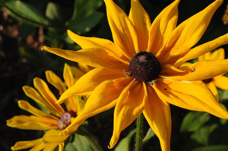Memorial Sunflower Rob Paine