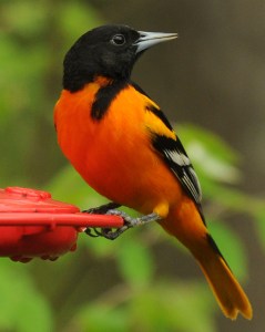 web rob paine baltimore oriole