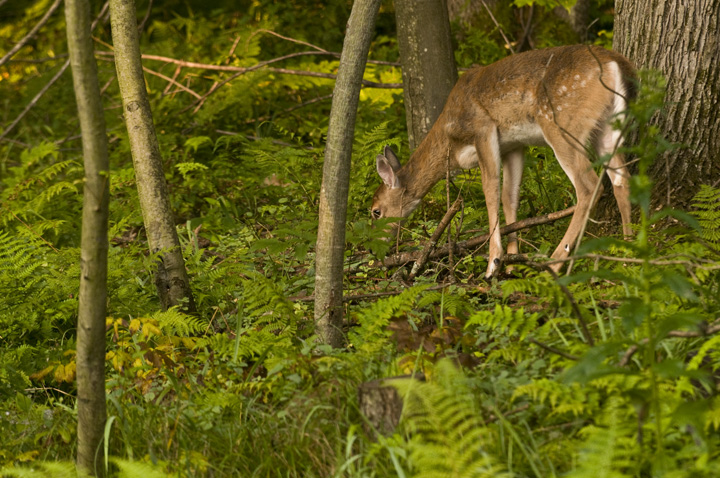 web rob paine deer morfe