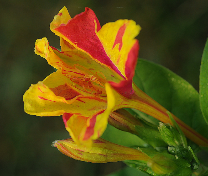 four o clock rob paine