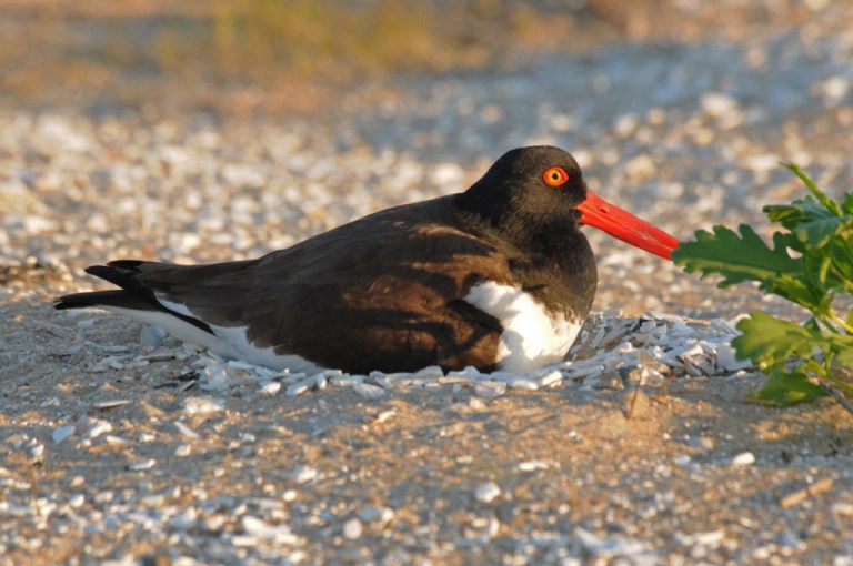 Nesting oyster catcher at Assateague Island National Seashore