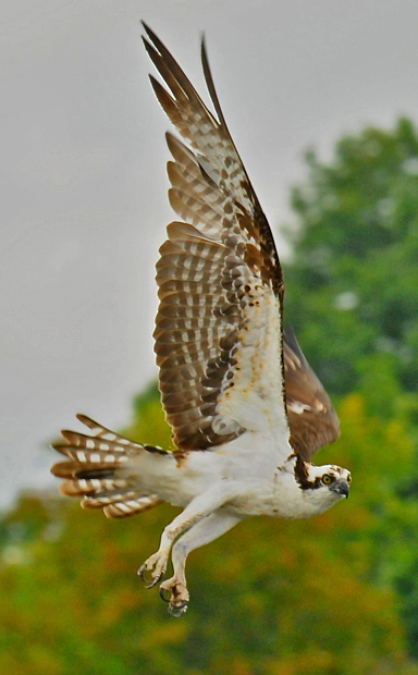 web rob paine Osprey in flight in Occoquan Va