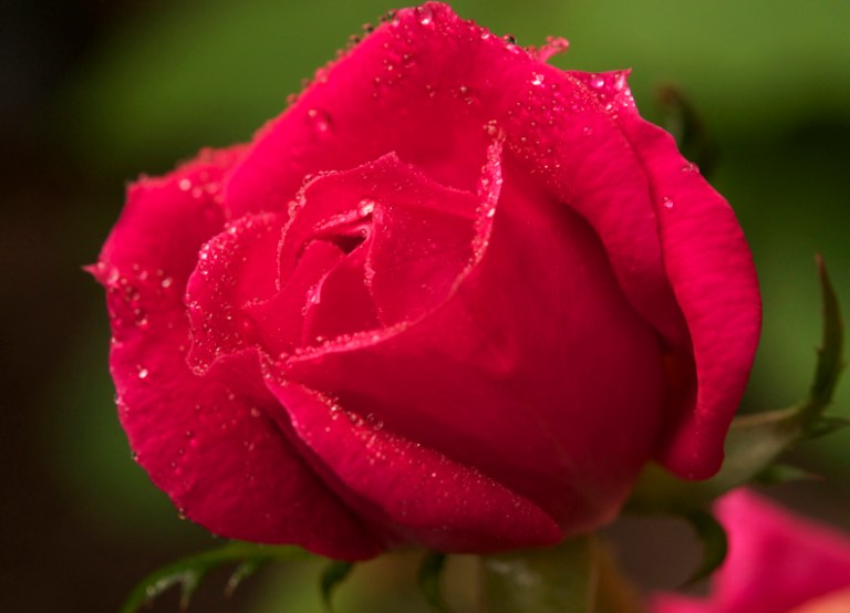 Garrett County Rose by Rob Paine