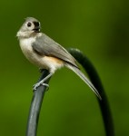 rob paine bird photography