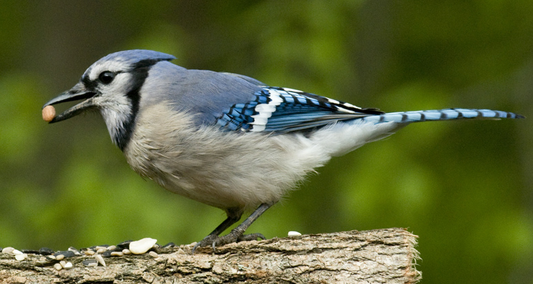 rob paine blue jay