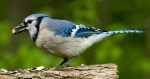 rob paine blue jay