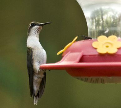 hummer at feeder