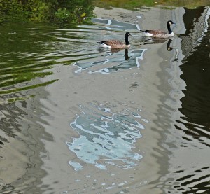 Rob Paine Geese Stafford