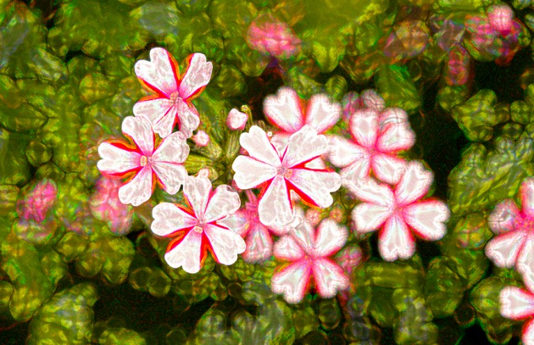 Rob Paine Starlight flowers