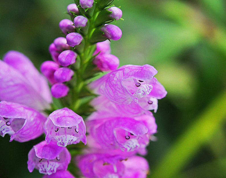 rob Paine painted flower
