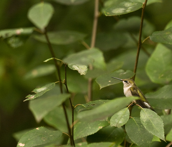 Rob Paine Hummingbird