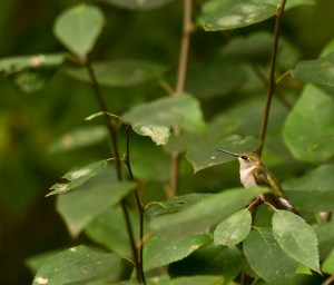 Rob Paine Hummingbird