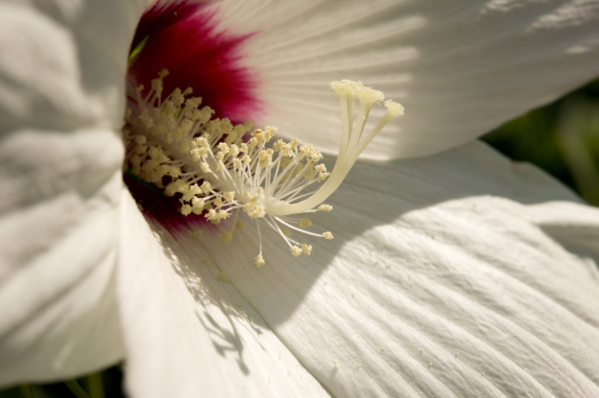 Rob Paine WVA Botanic Garden