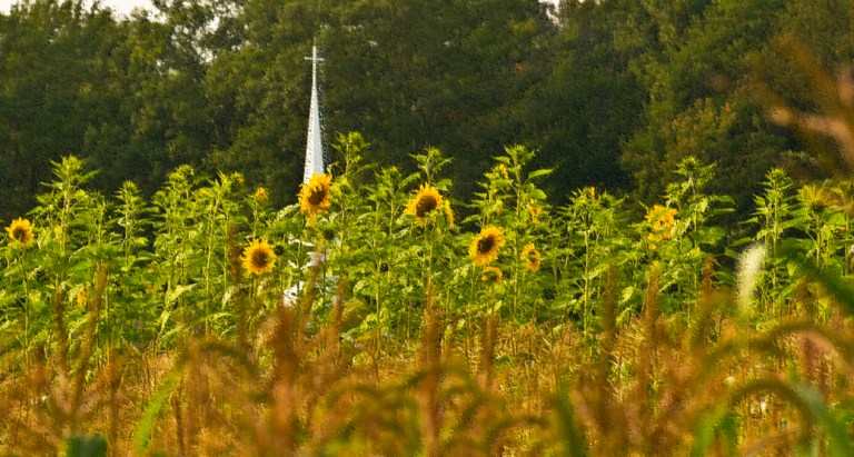 Sunflower Field in Garrett County, MD., by Rob Paine