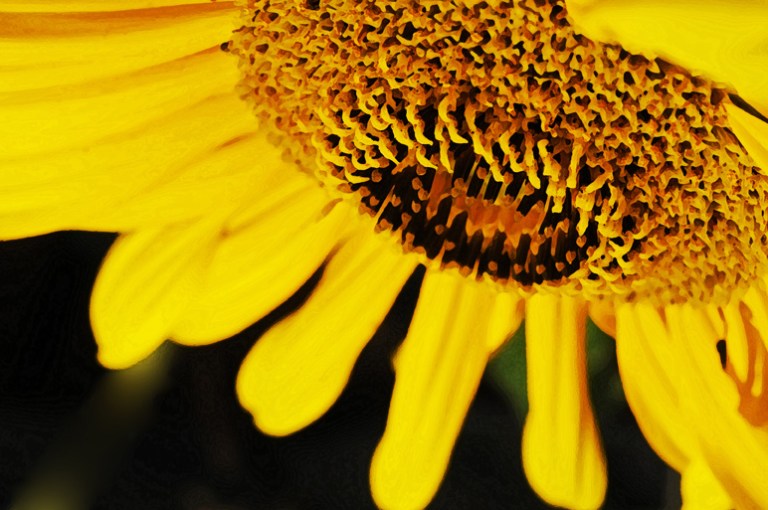 web sunflower rob paine