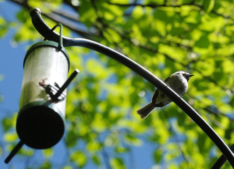 cropped dweb bird from below