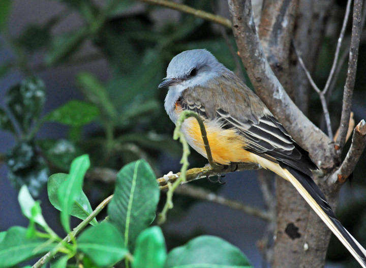 rob paine nat aviary 2