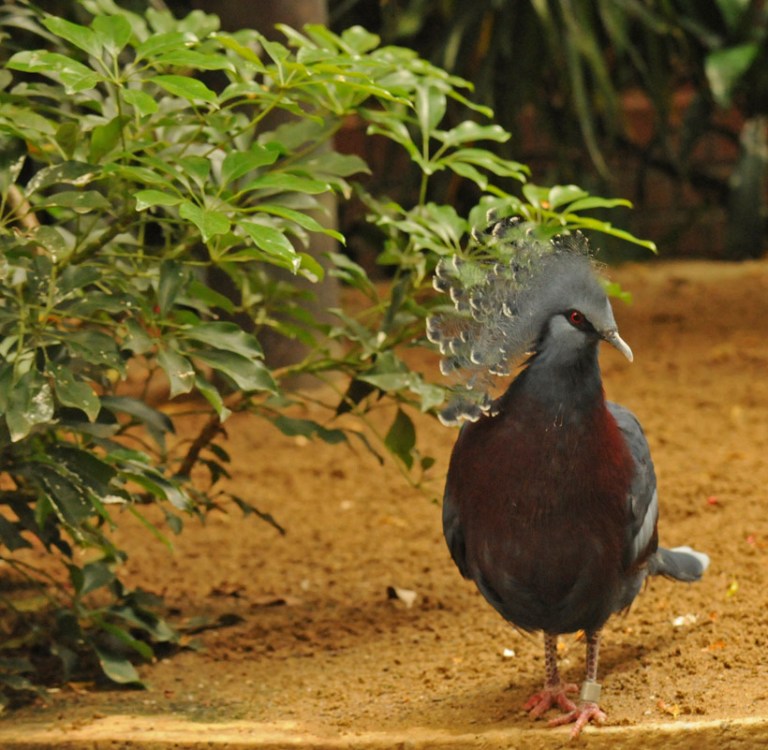 web aviary peacock