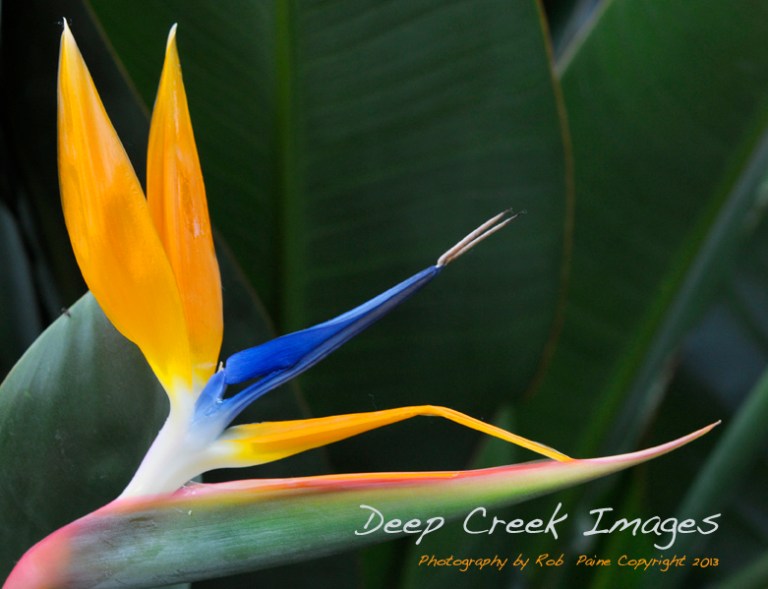 web blue and yellowflower