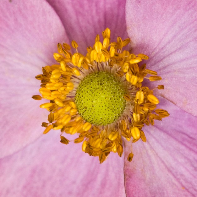 web flower pink close up