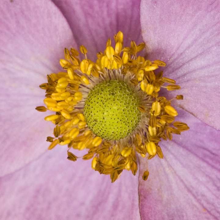 web flower pink close up