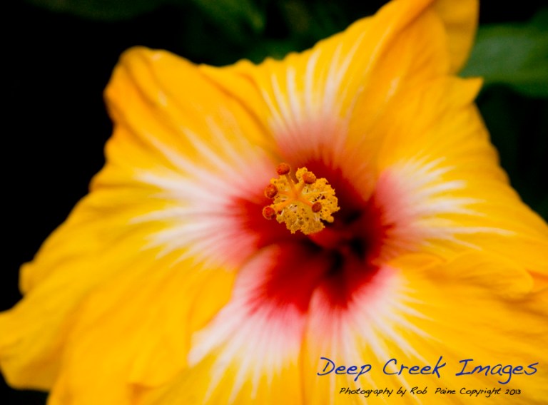 web flower rob paine