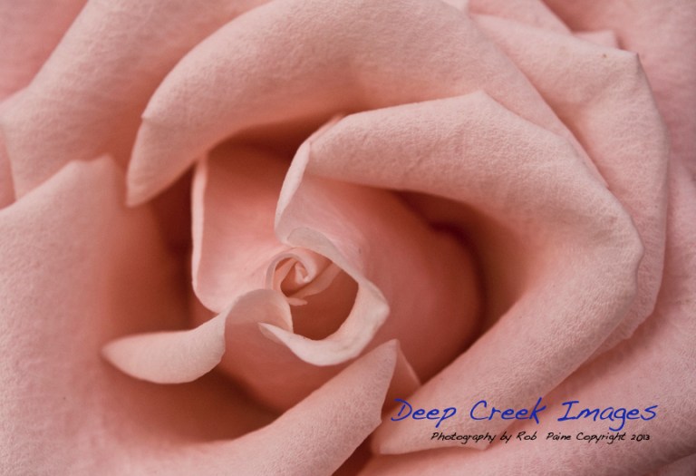 web flower two rob paine