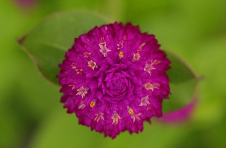 web purple flower rob paine