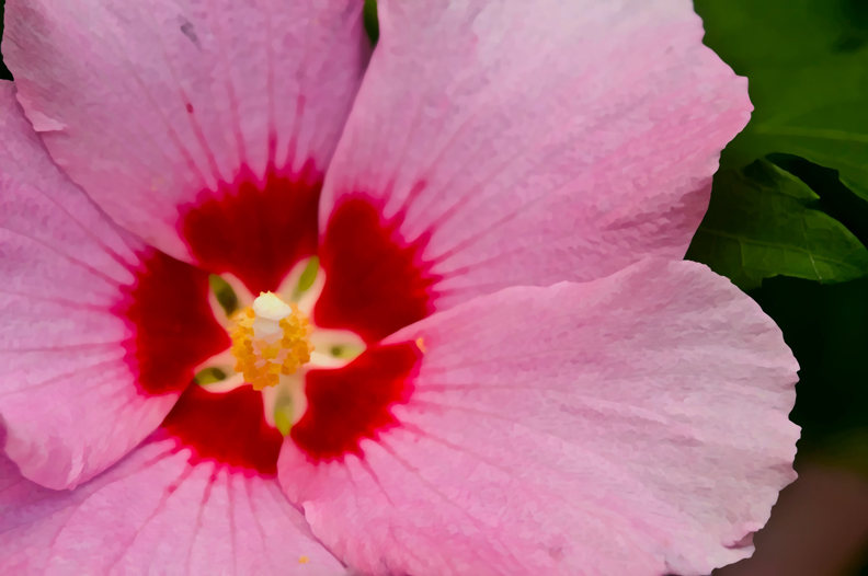 web rob paine flower one