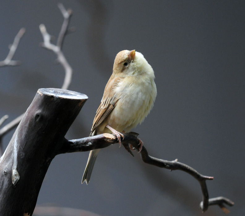 web rob paine nat aviary