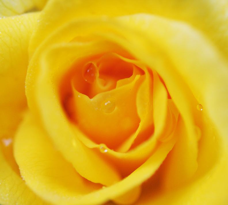 web rob paine saturated