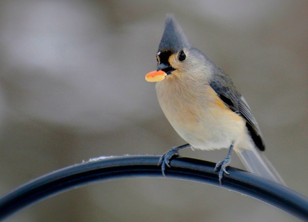 web tufted titmouse