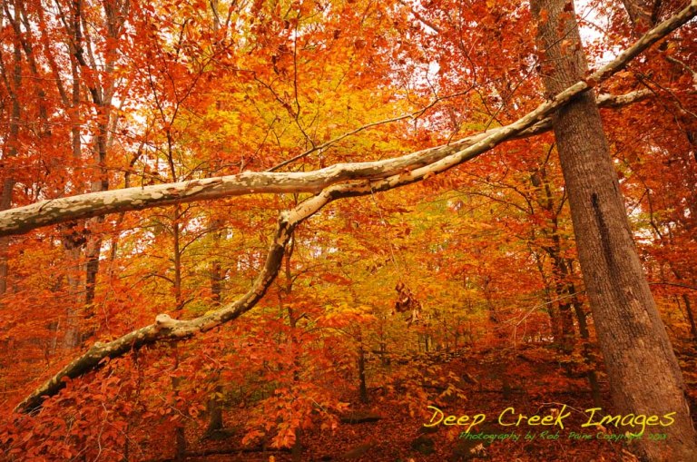 cable ones  NAT_9640