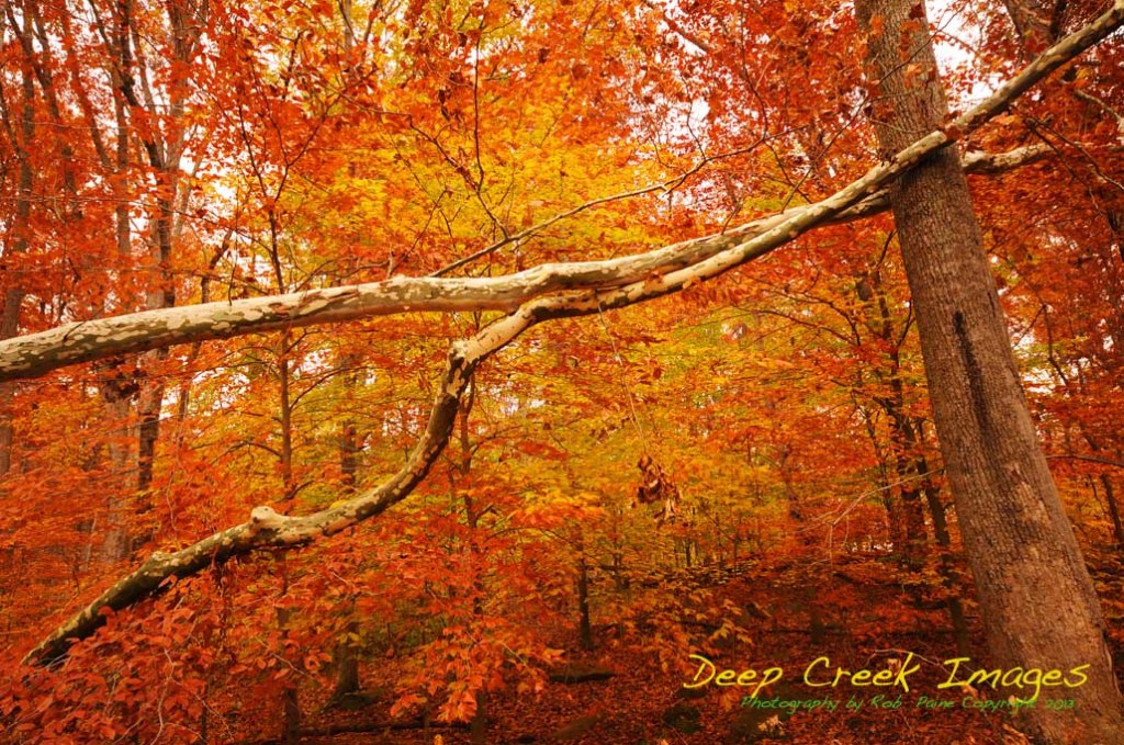 cable ones  NAT_9640