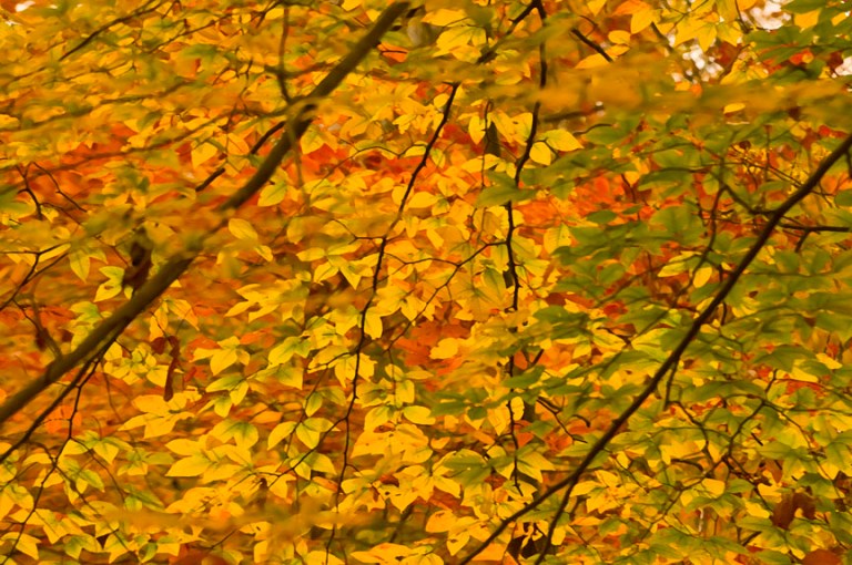 web fall rob paine two