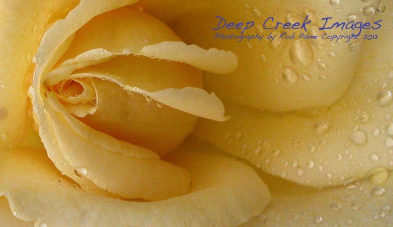 yellowrose close up