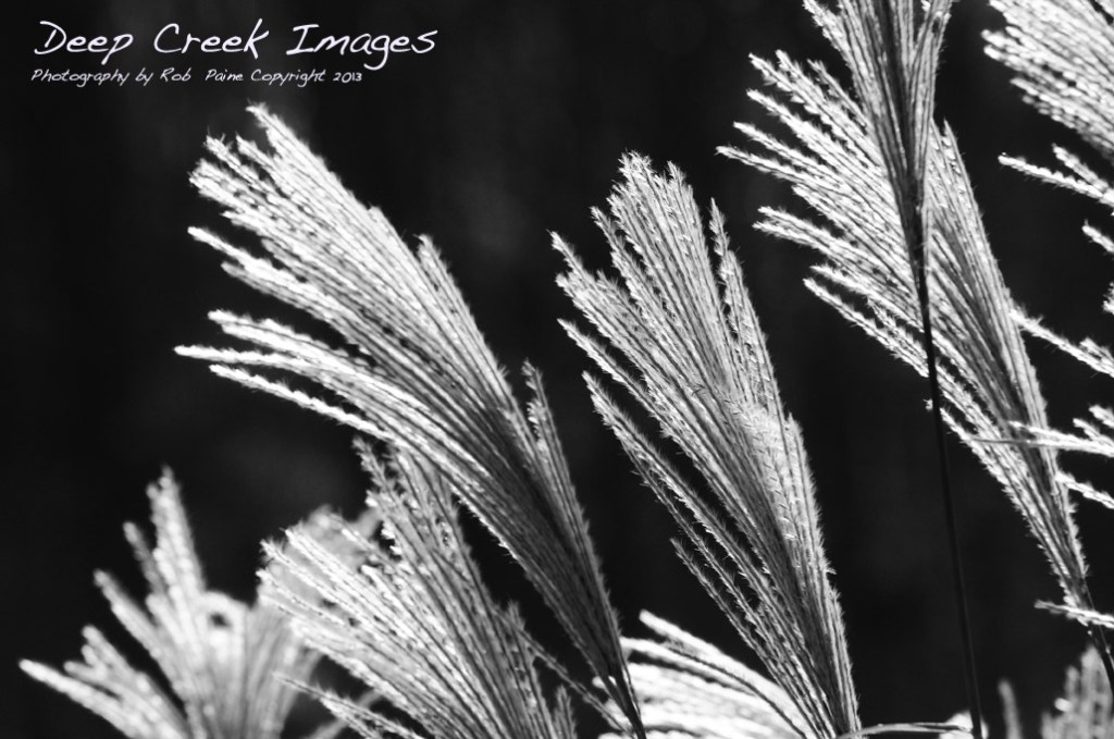 web ml black and white