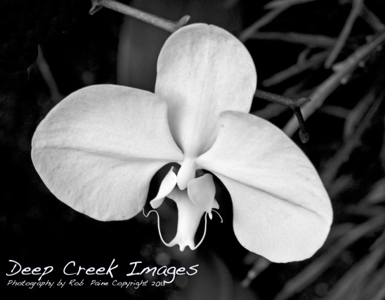 web rob paine bwflower