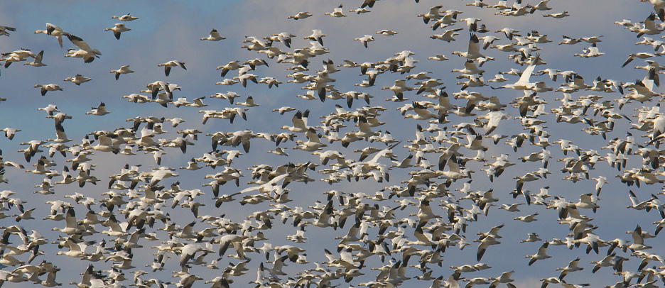 web snow geese four