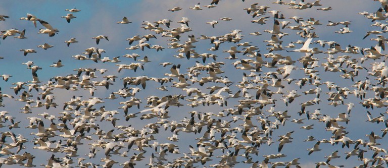 web snow geese four