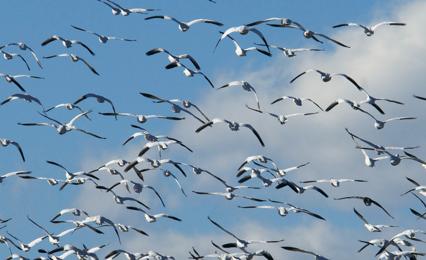 web snow geese three
