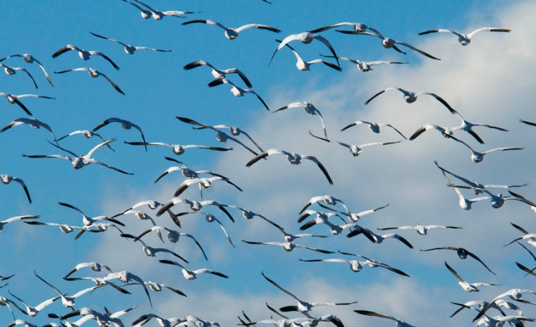 web snow geese three