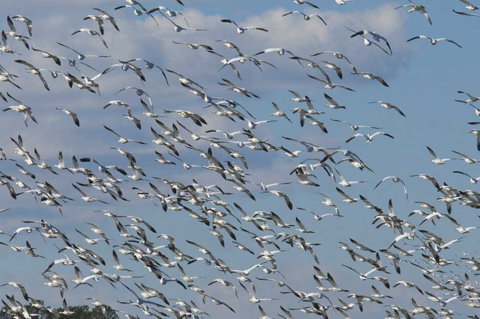 web snow geese two