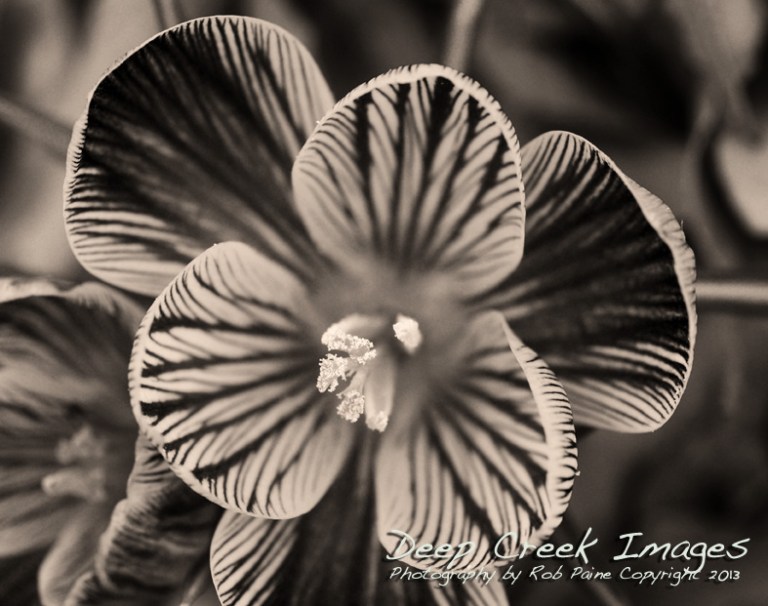 rob paine black and white flower